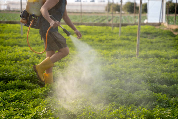 Best Wasp Removal Services  in Bridgeton, MO